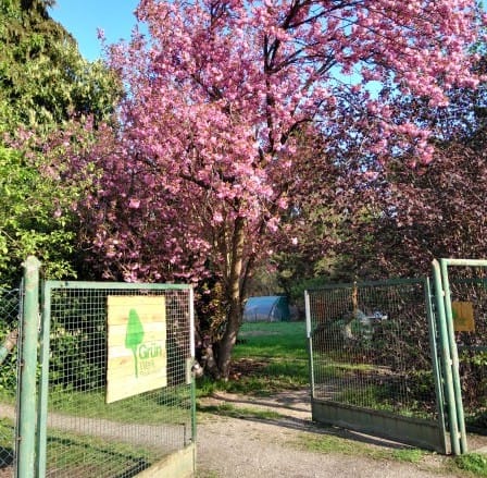 Tag der Artenvielfalt: GrünWerk öffnet sein Gartentor, am 14. Juni 2026 in Mannheim