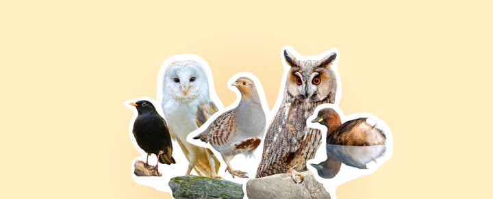 Vogel des Jahres: jetzt wählen! - online