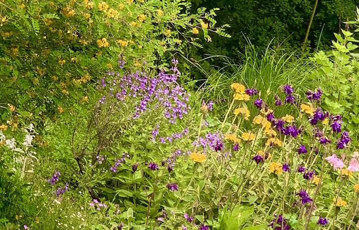 NABU-Garten & Bienenparadies: Tag der offenen Gartentüren am Sonntag, den 21. Juni 2026